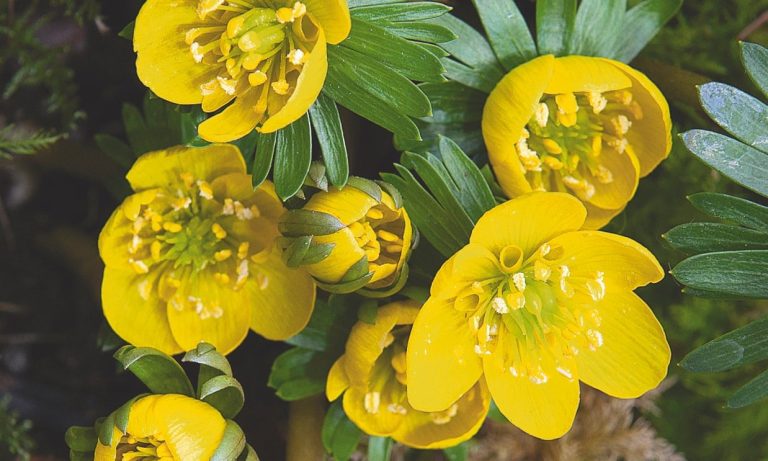 How to grow winter aconites