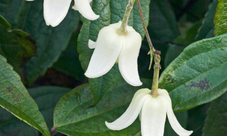 Gardening tips: plant Clematis ‘Winter Beauty’