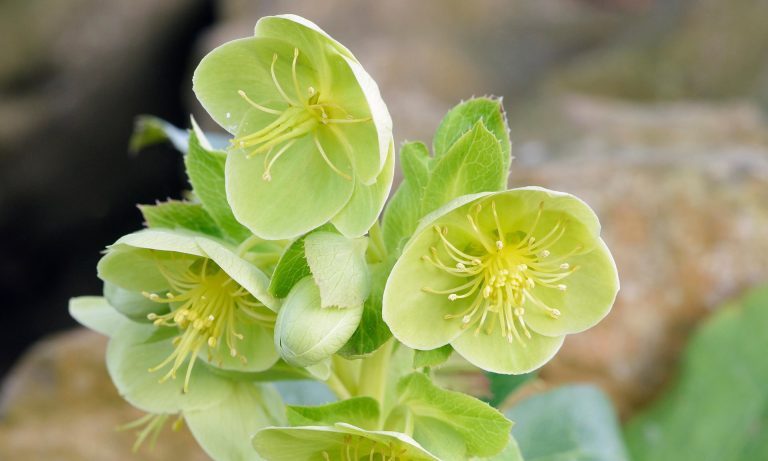 Gardening tips: mulch your border flowers