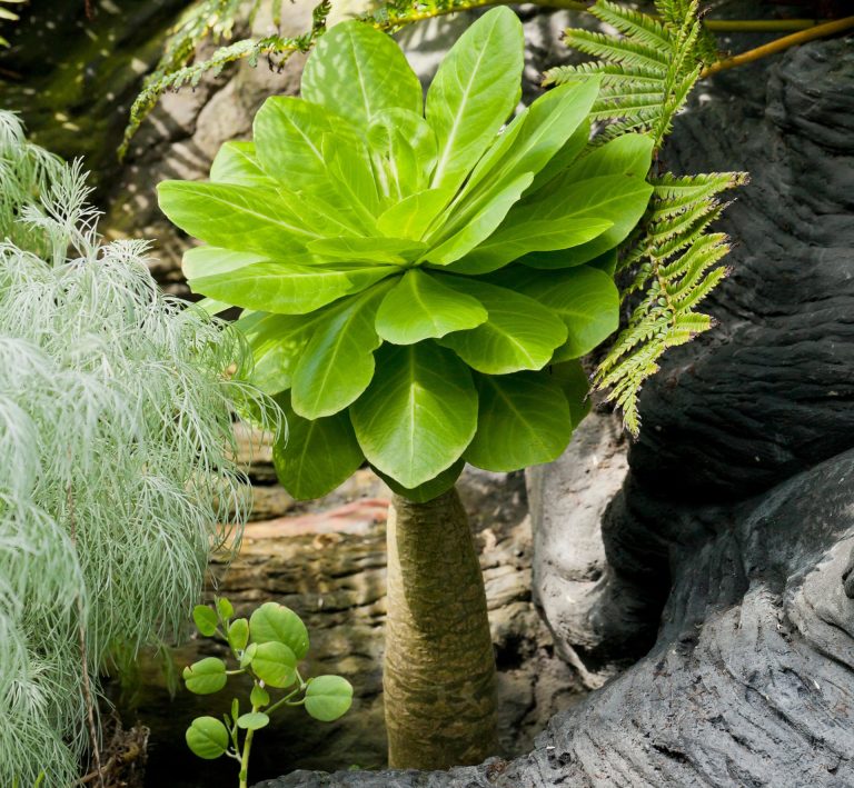 The joy of growing extinct plants