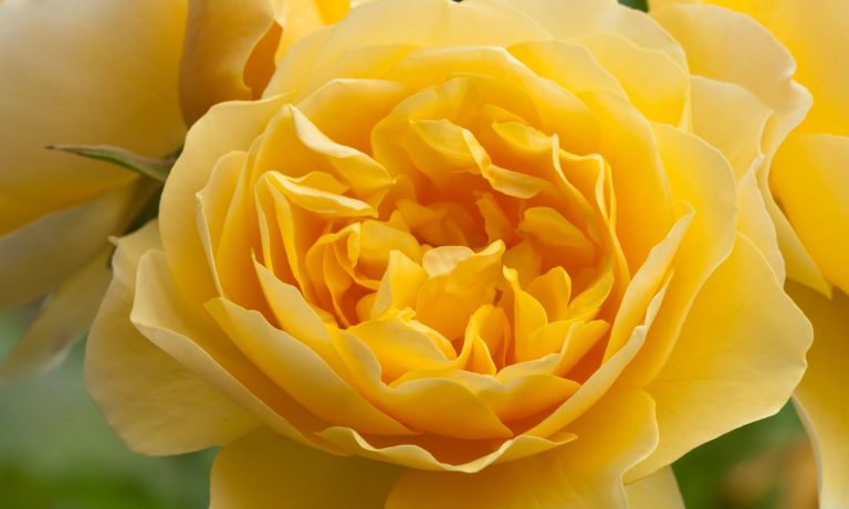 The man who put romance back into roses for Valentine’s Day