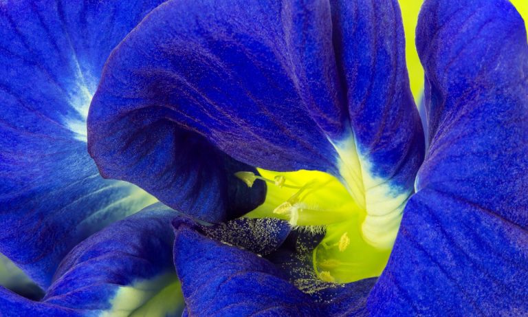 A blue to light your home – and your G&T
