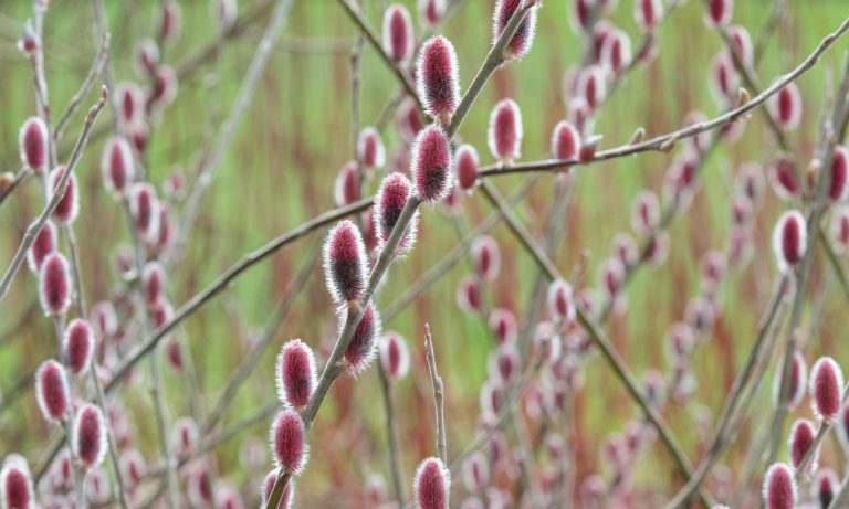 Gardening tips: plant a Japanese pink pussy willow