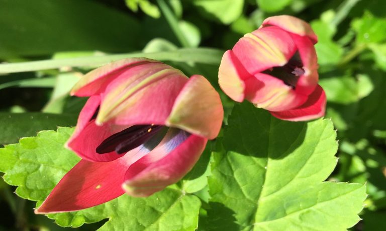 Planting English tulips in a Danish coastal garden