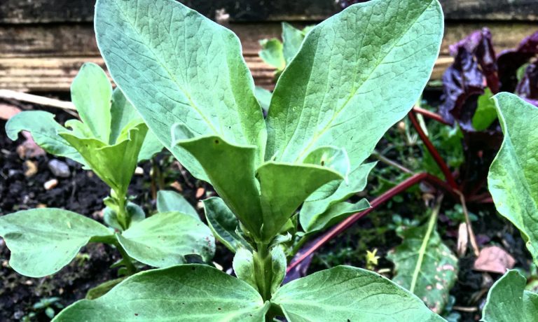 All eyes to the skies – and the weeds