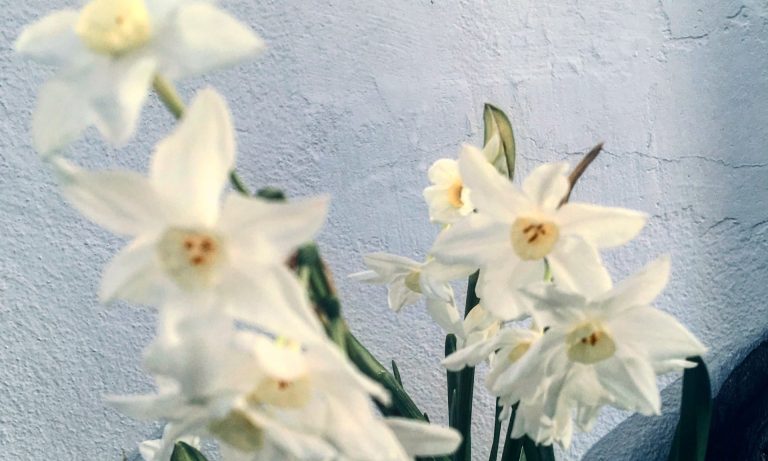 Watching and waiting for the spring flowering