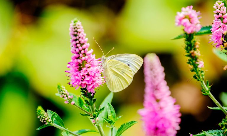 Three neglected herbs to enrich your kitchen garden