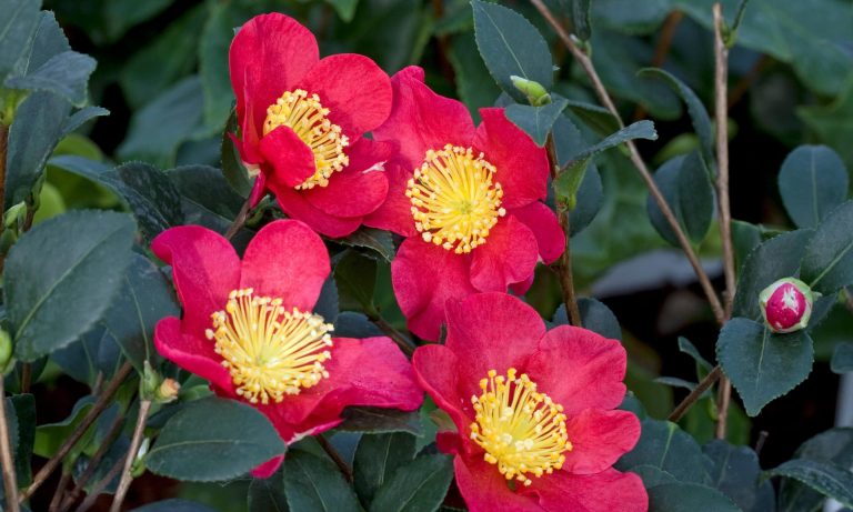 Gardening tips: Camelia ‘Yuletide’ will spice up winter gardens