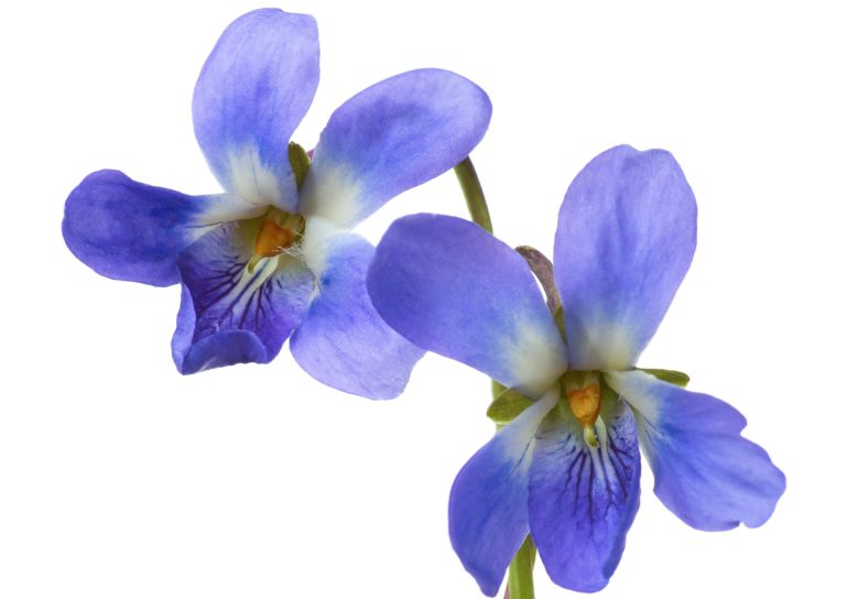Gardening tips: plant violets