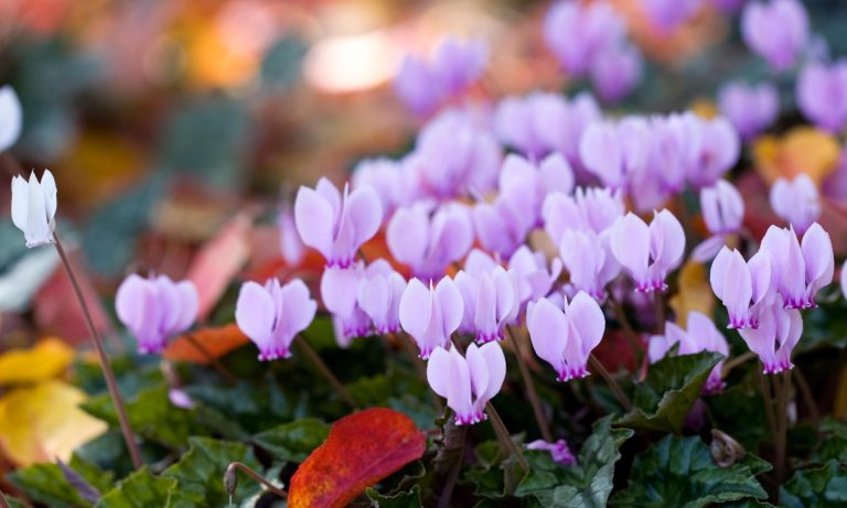 Colourful plants that thrive in cold weather