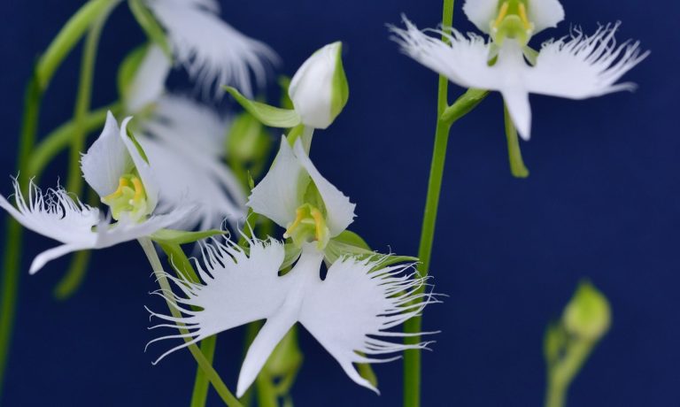 Plant hardy orchids for dazzling summer blooms