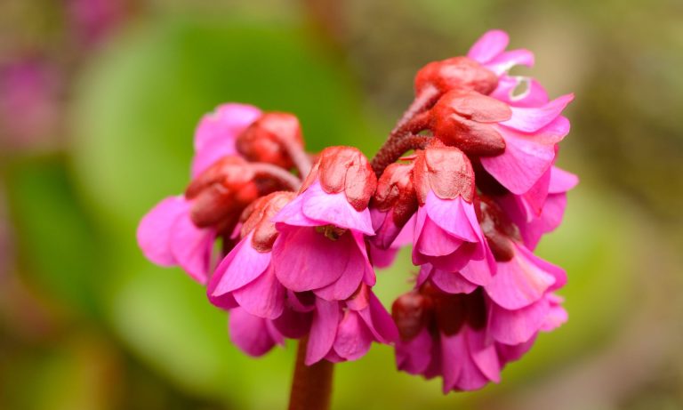Gardening tips: plant elephant’s ears