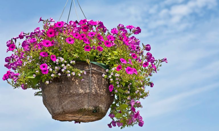 A beautiful hanging basket – and six other signs you’ve mastered adulthood