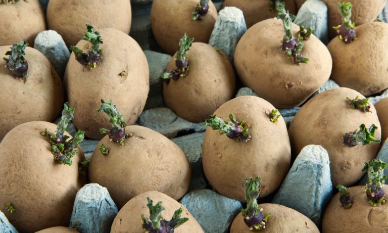 How to get the best harvest from seed potatoes