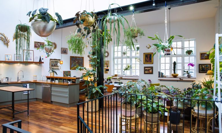 ‘Houseplants make me happy’: Jamie Song’s urban jungle