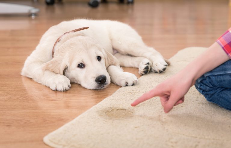 Pet Odor Removal Service: Creating a Fresh and Odor-Free Home